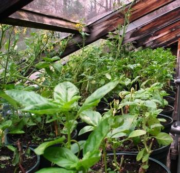 Basil and Tomato in the home greenhouse